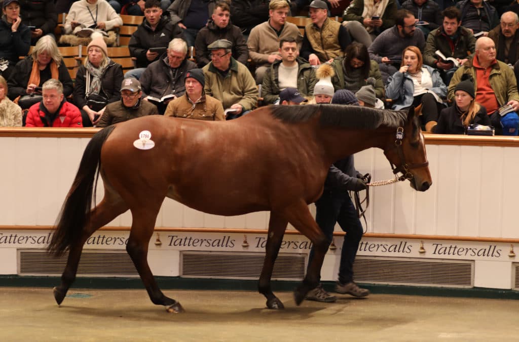 Lot 1786 TDM5012 ©Tattersalls